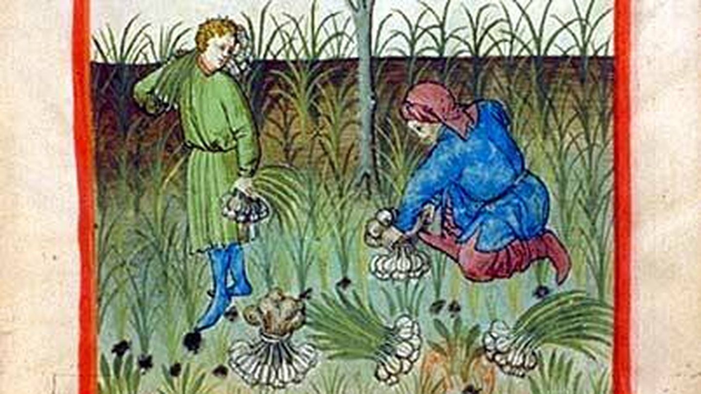 Ilustración de manual medieval sobre salud y bienestar 'Tacuinum Sanitatis'. Fuente: Wikipedia