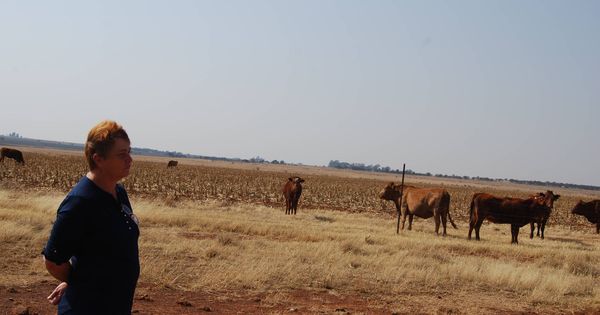 Foto: Bernadette Hall, cuyo marido fue asesinado, frente al ganado que tiene en su granja. (Oratile Mokgatla)