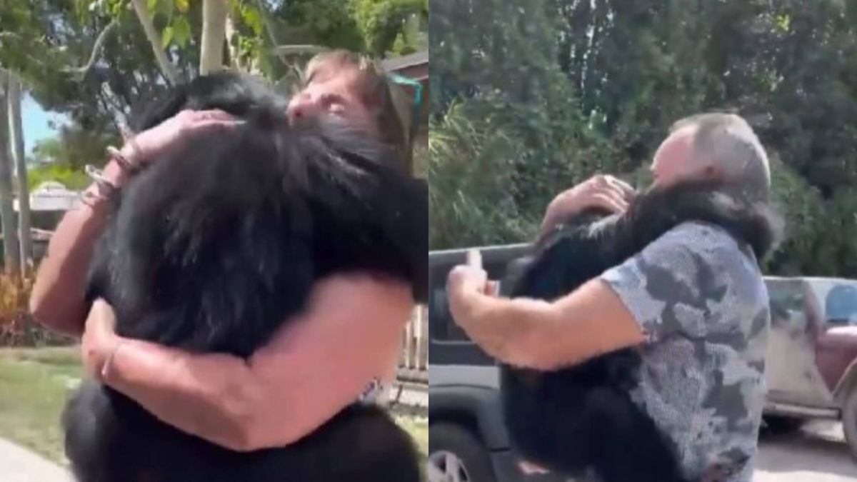 Rechazado por su madre: El emocionante reencuentro de un chimpancé con los humanos que le salvaron la vida