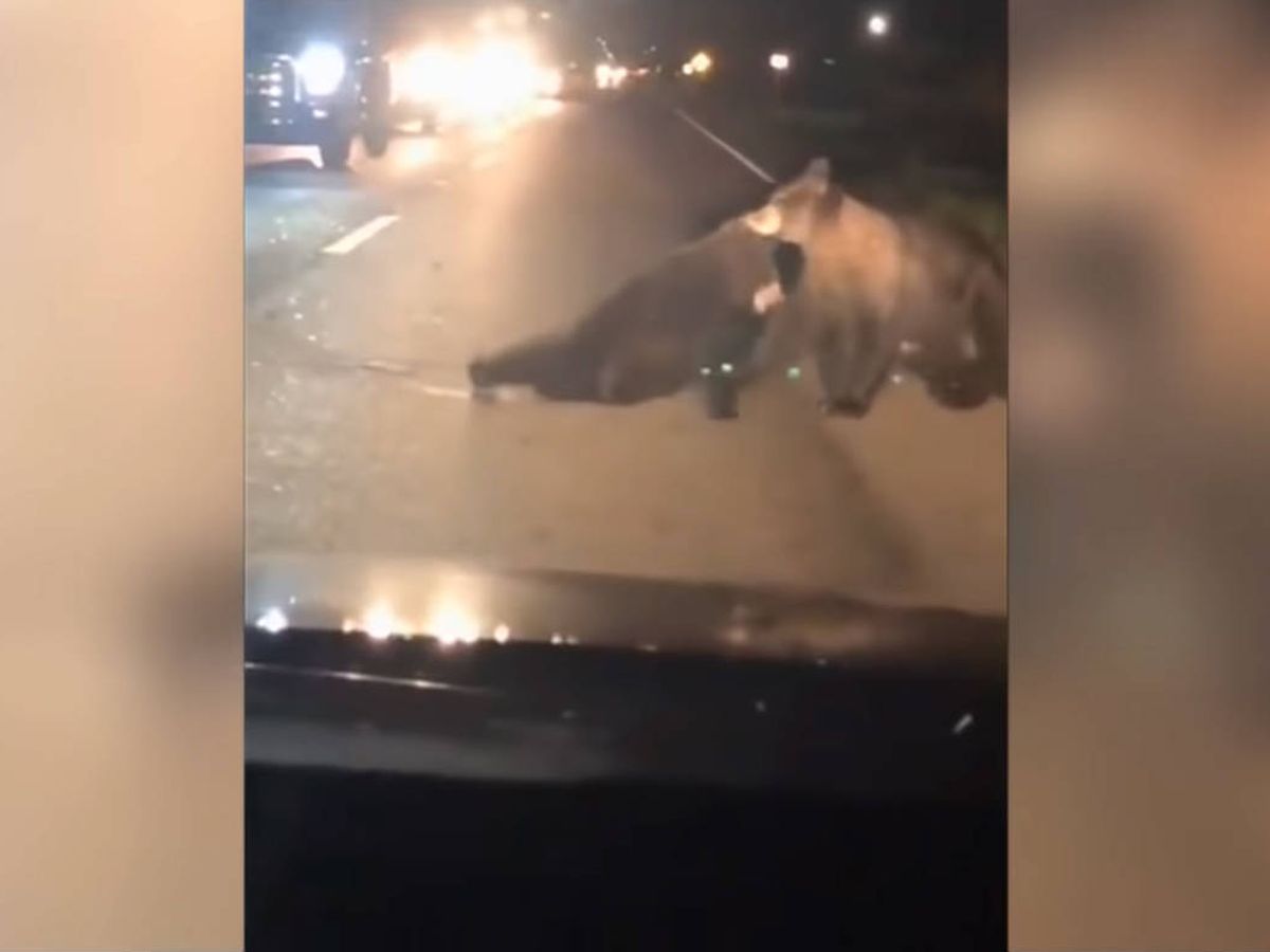 Foto: Uno de los osos consigue arrastrar al osezno fuera de la carretera y alejarlo del peligro (Foto: YouTube)