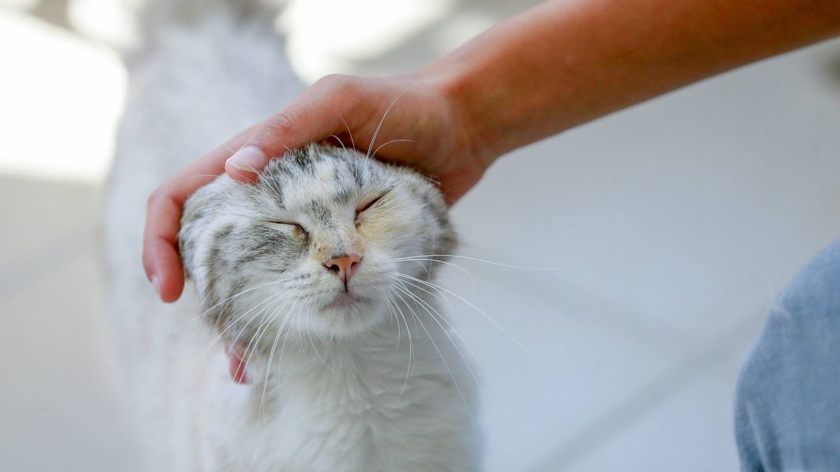 La alergia a los gatos puede tener los días contados (sin que te pinches ni nada)