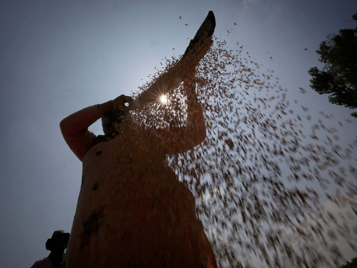Foto: Una campesina trabaja en un arrozal. Foto: EFE Farooq Khan.