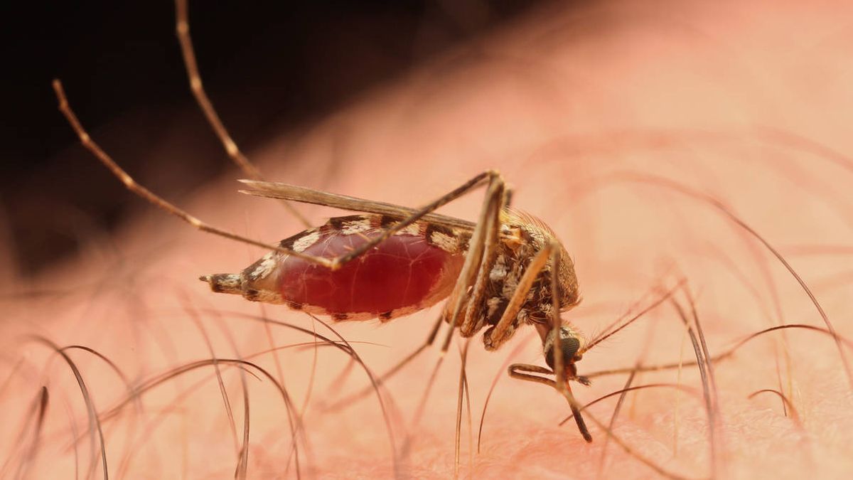 Mosquitos todo el año: otra de las consecuencias de la crisis climática