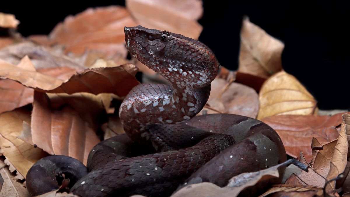 Un hombre se encuentra a una de las serpientes más venenosas del mundo escondida en su zapato
