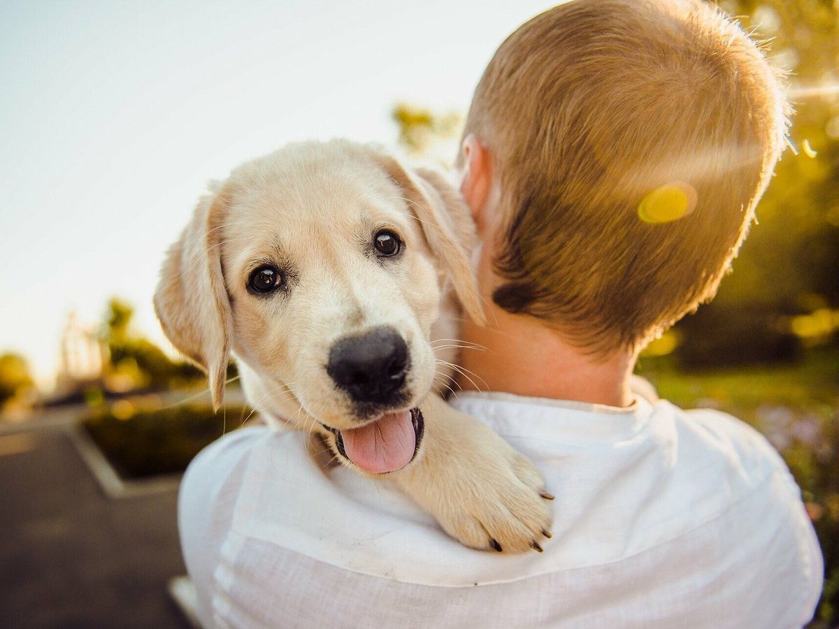 Foto: Perro con su dueño (Pixabay)