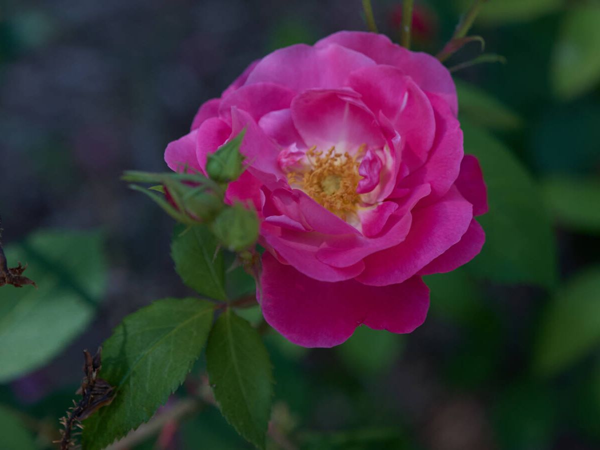 Foto: Una de las nuevas rosas de la rosaleda del Real Jardín Botánico, patrocinado por Chanel. (Fotografía @ceciliabayonas)