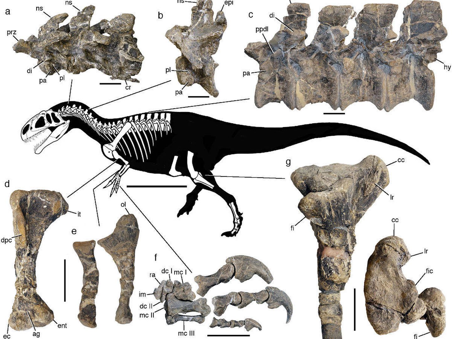 Esqueleto del dinosaurio. (Museo Paleontológico Egidio Feruglio/Scientific Reports)