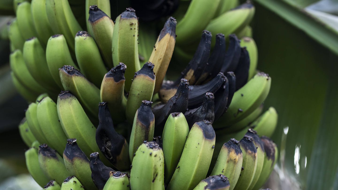 Una piña con plátanos podridos en una plantación en Los Llanos. Muchos cultivos se vieron afectados por la ola de calor que sufrió la isla a mediados de agosto. (Alejandro Martínez Vélez)