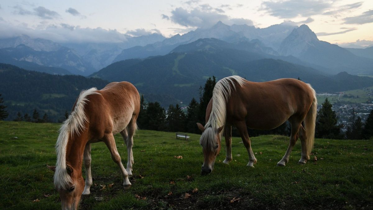 El misterio de los caballos mutilados y asesinados en Francia