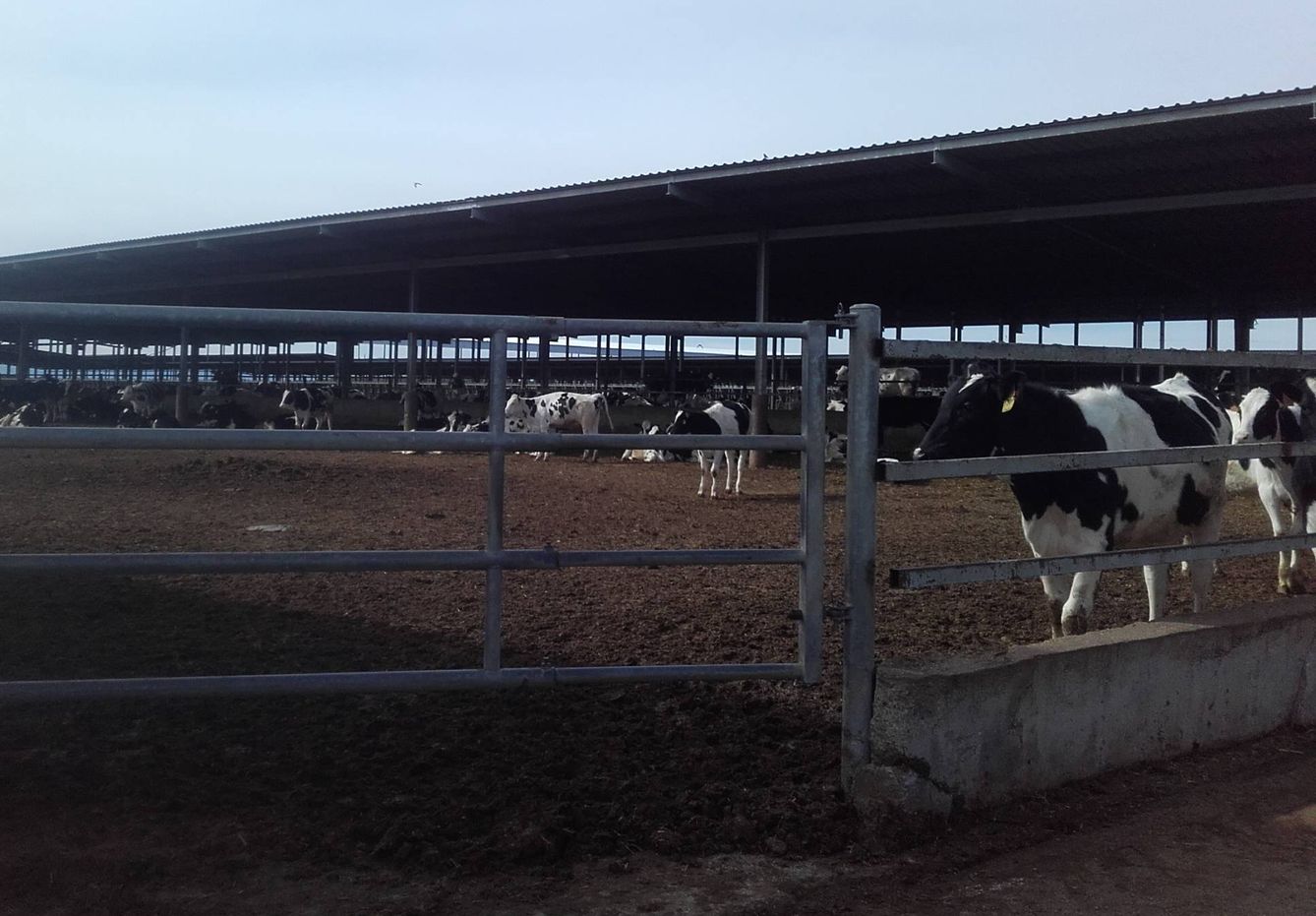 El cercado en que viven las vacas de la granja More Holstein, excepto cuando son ordeñadas. (Y. T.) 