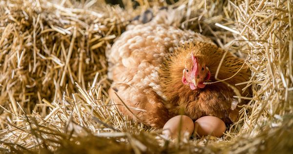 Foto: Una gallina, con sus huevos. (iStock)