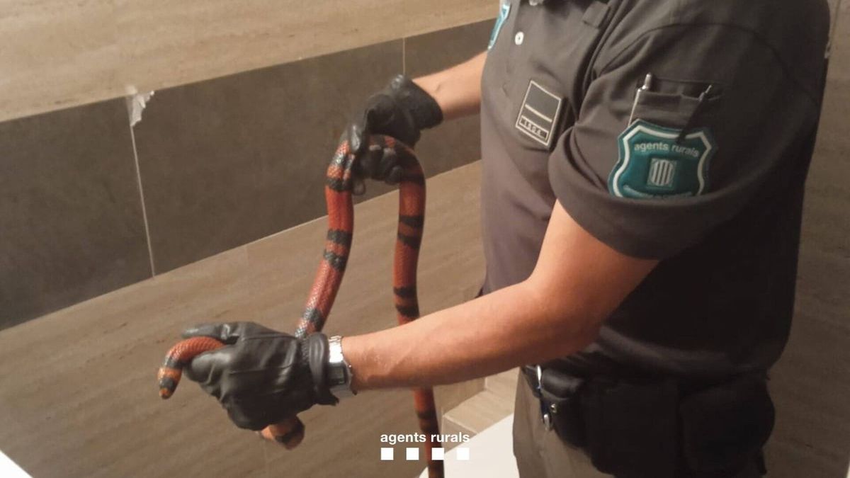 Encuentran una serpiente en el lavabo de un piso de Terrassa (Barcelona)