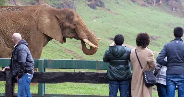 Foto: Un grupo de visitantes observa un elefante africano en el Parque de la Naturaleza de Cabárceno, Cantabria. (EFE)