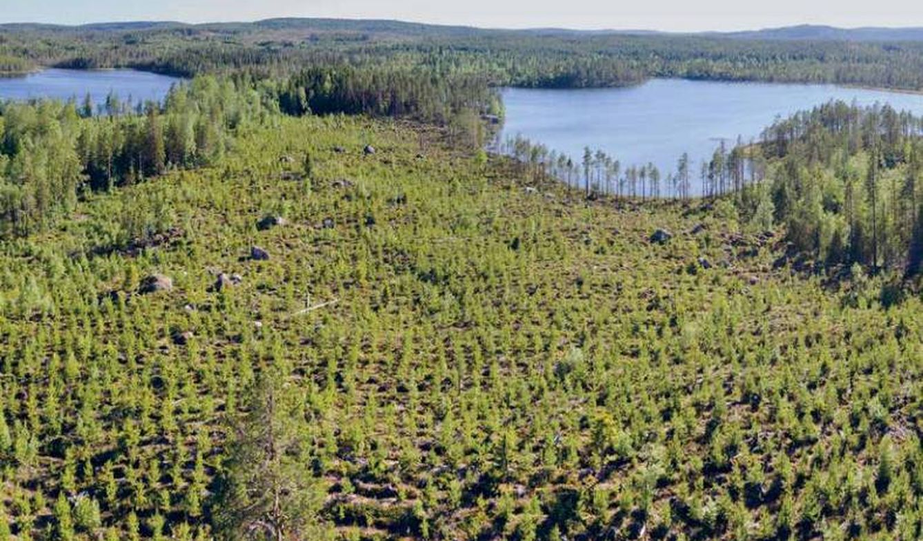 El de los bosques del Ártico es un problema menos visibilizado que el de la selva Amazónica. (Greenpeace)