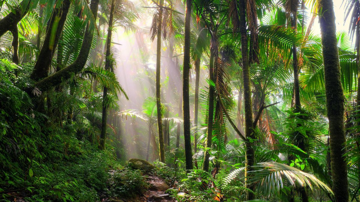 Los árboles tropicales mueren el doble de rápido debido al cambio climático
