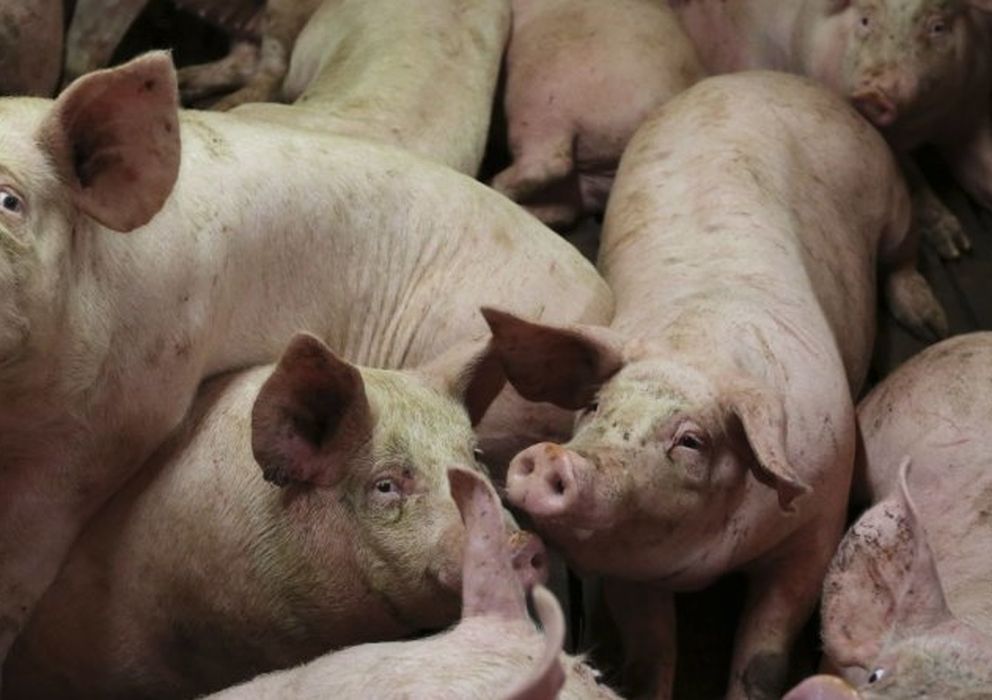 Foto: Cerdos en una granja (Reuters)