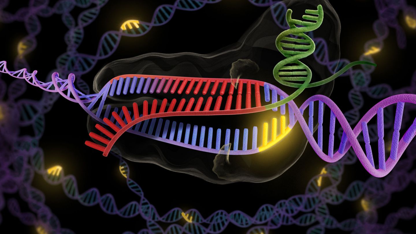 La tecnología CRISPR permite hacer un corte en el ADN. 