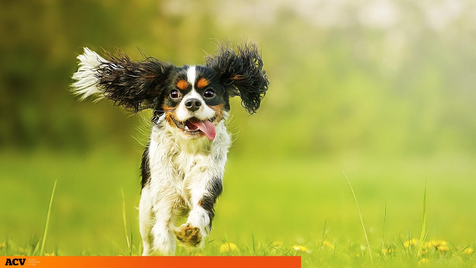 Clasificar Peculiar Periodo perioperatorio Por qué tu perro se vuelve loco de felicidad cuando llegas a casa