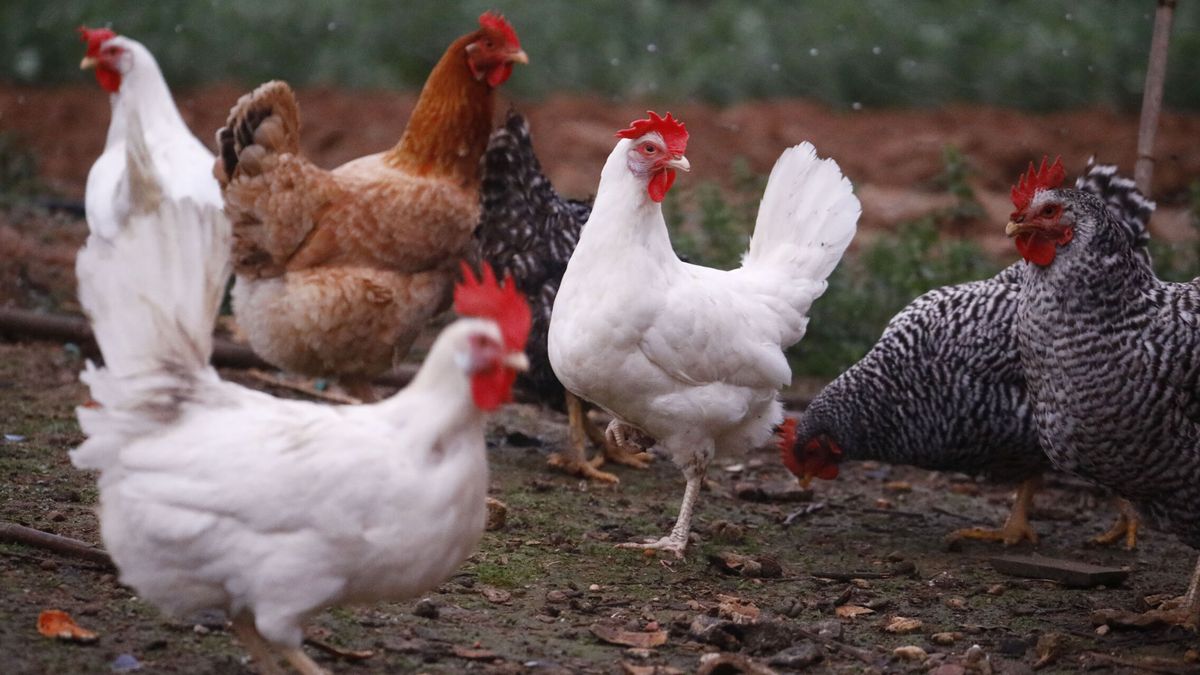 ¿Huevos más caros? Guerra entre ecologistas y ganaderos por cuándo eliminar las jaulas