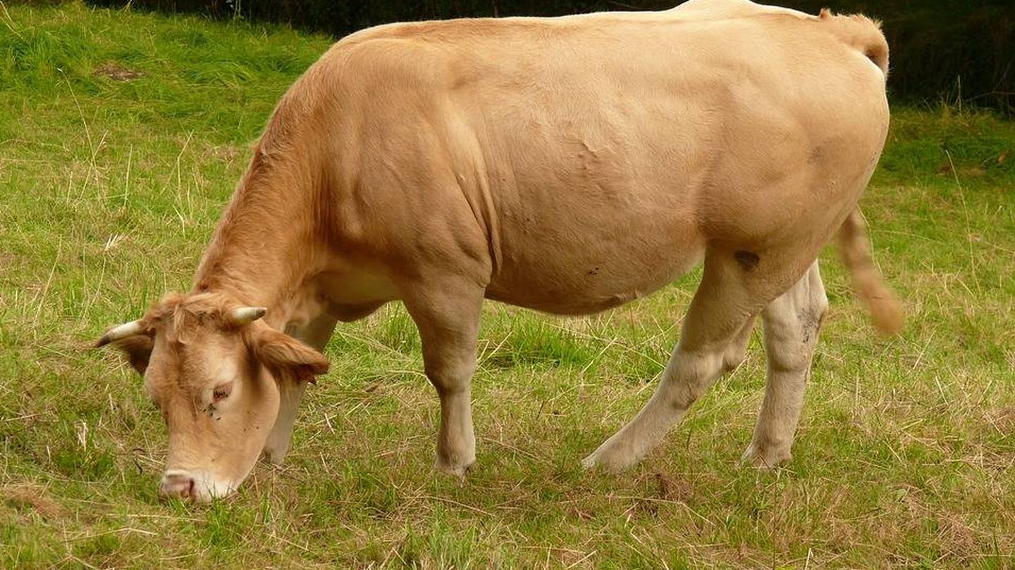 Vaca rubia de Aquitania.