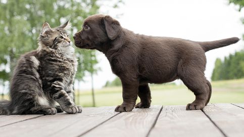 Perros contra gatos: el eterno debate, contestado por la ciencia