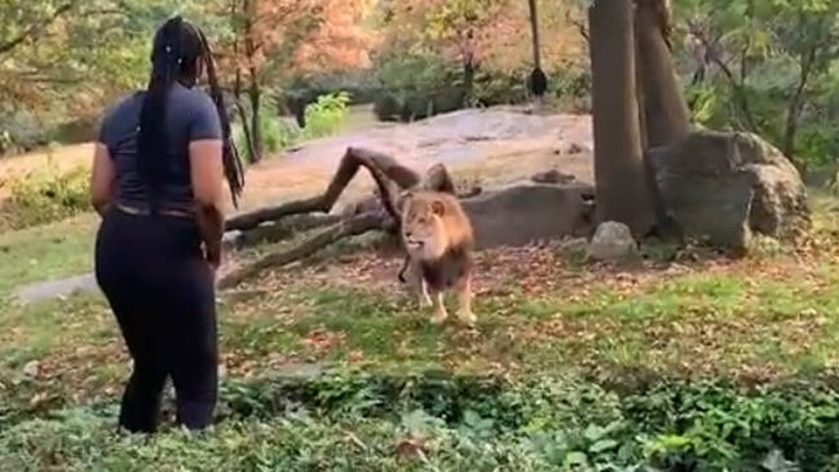 Una mujer se cuela en el foso de los leones de un zoo para grabar un vídeo