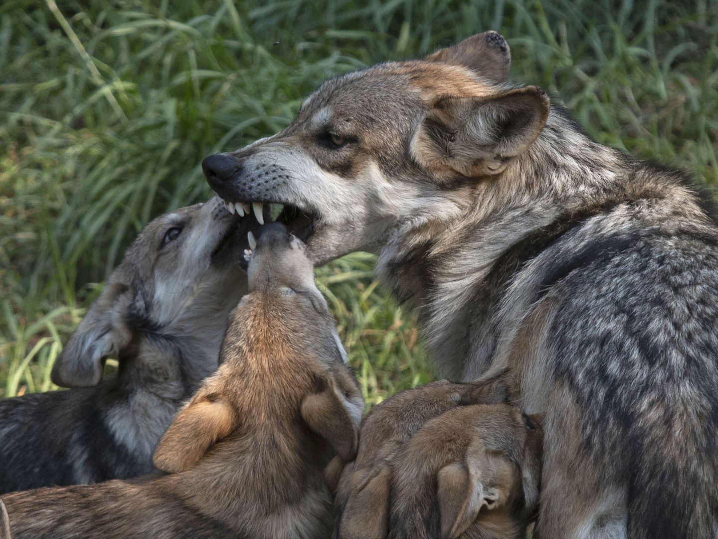 Un lobo, con sus crías (EFE/Francisco Guasco)