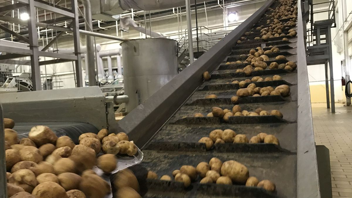 Canarias, en la encrucijada: tiene que decidir entre una plaga o quedarse sin patatas