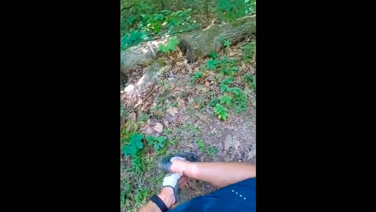 Una serpiente venenosa muerde a un ciclista, que graba su reacción en directo