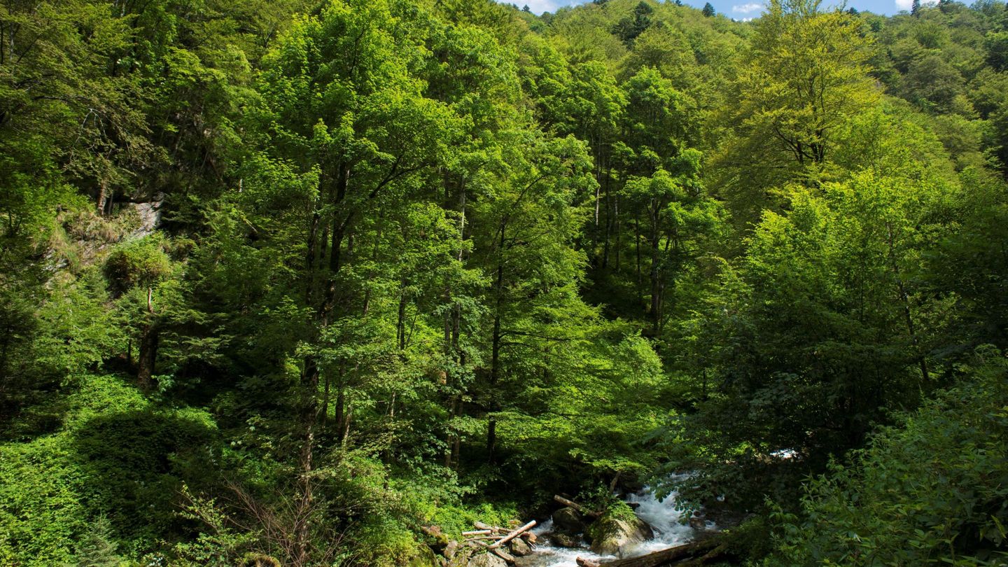 Bosque primario en las montañas de Fagaras, Rumanía (EFE/M.Schickhofe)