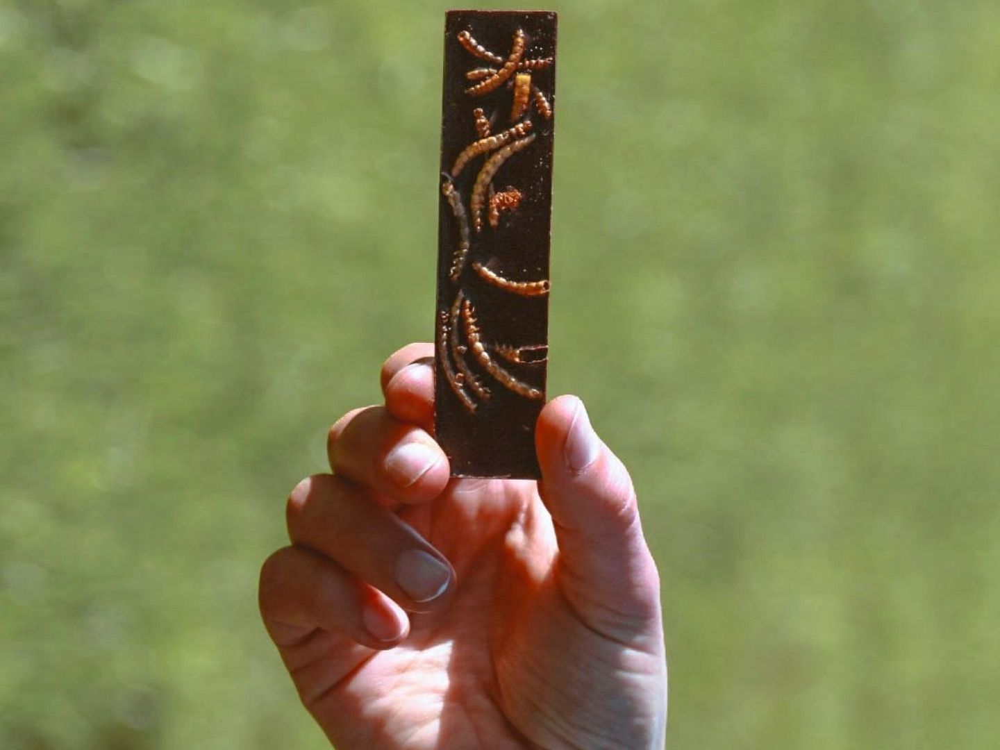 Una persona sostiene una barrita de chocolate que contiene Tenebrio mollitor. (EFE)