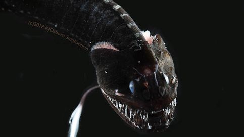 Noticia de Hallan peces ultra negros que absorben el 99% de la luz