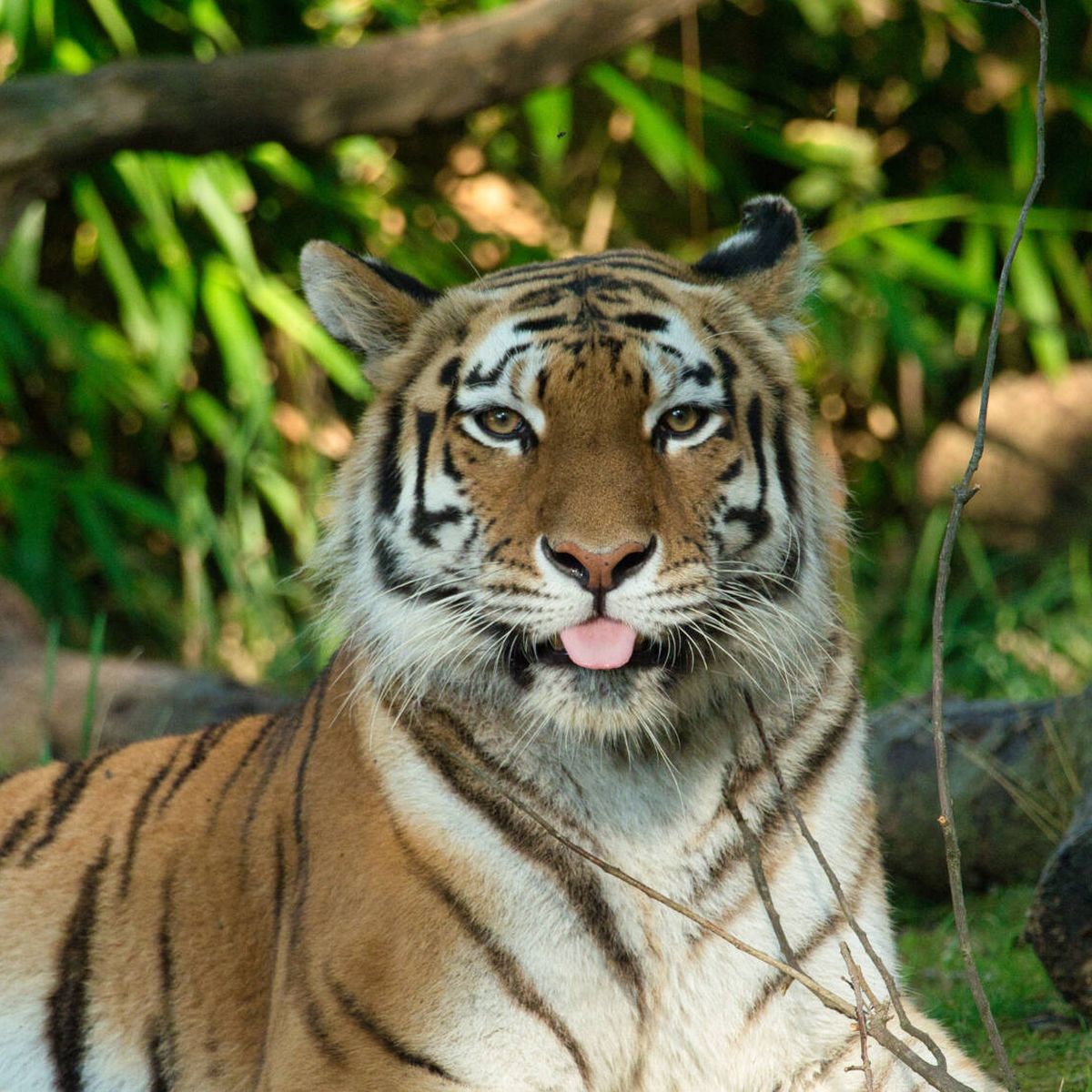 No, los tigres no son felinos: National Geographic explica tu confusión