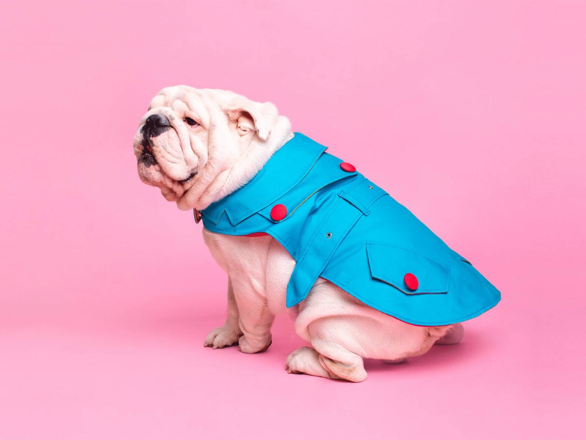 Foto: El modelo e 'influencer' bulldog inglés White Valentino con una trench de la marca Canichin Pets. 