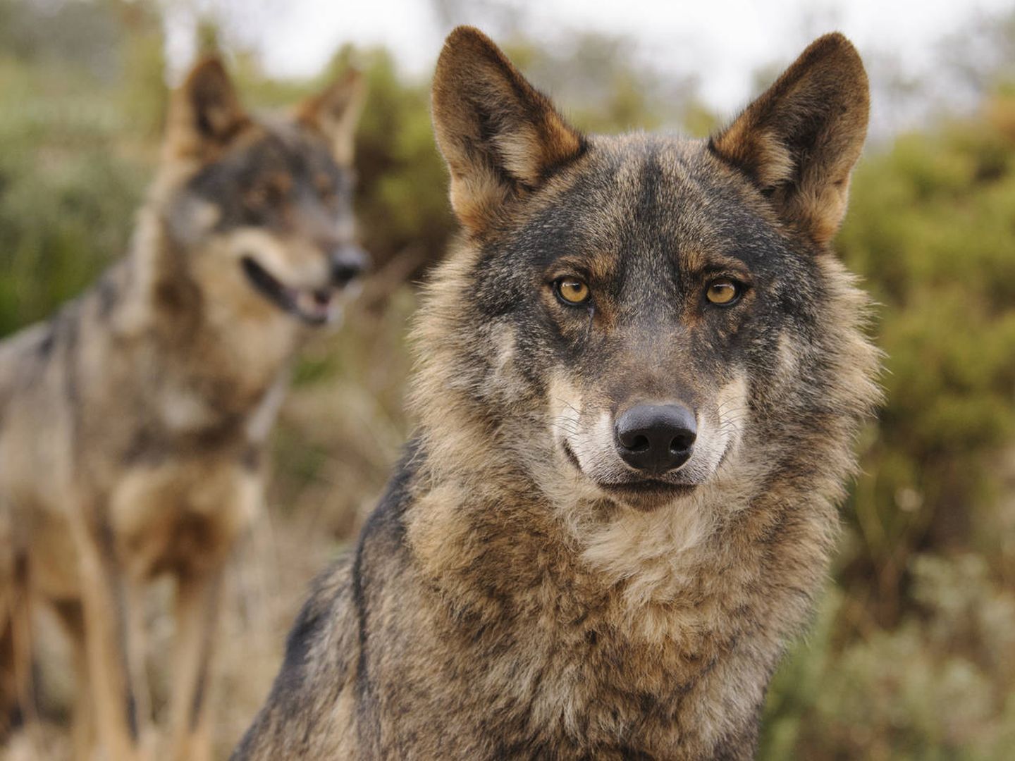 El lobo ibérico, una de las grandes joyas de nuestra naturaleza. (WWF/Ana Retamero)