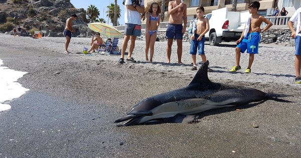 Foto: Delfín encontrado en septiembre de 2017 en la costa de Granada (Ayuntamiento de Almuñécar)