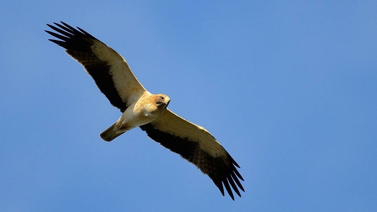Águila calzada, en vuelo sobre Doñana. (CSIC/Fabrizio Sergio)