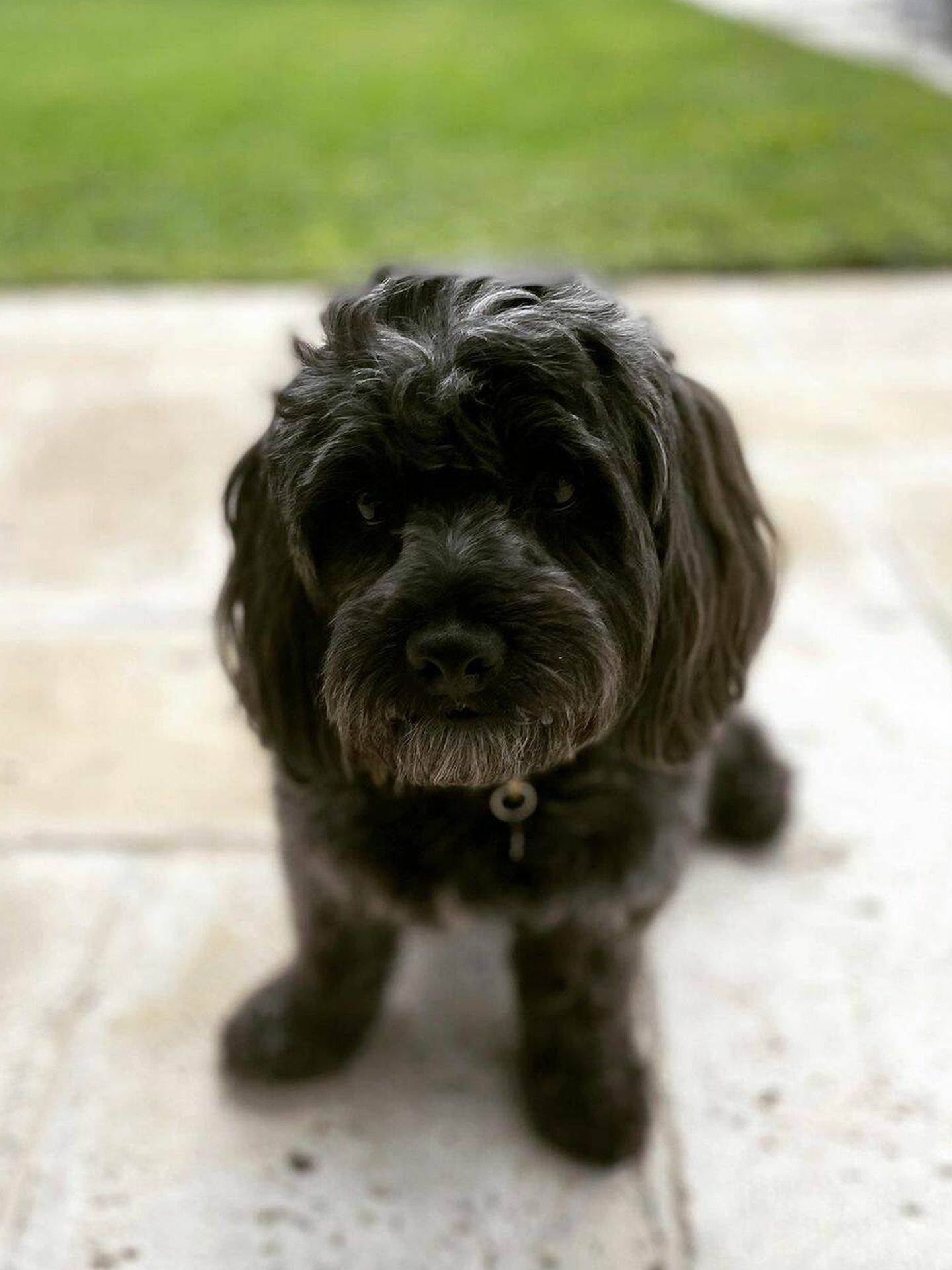 Oreo tiene 3 años y es un perro habanero adoptado de un refugio de Miami. (Instagram/@princess_madeleine_of_sweden)