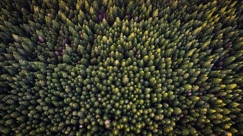 La mala noticia de que Europa tenga cada vez los bosques más grandes