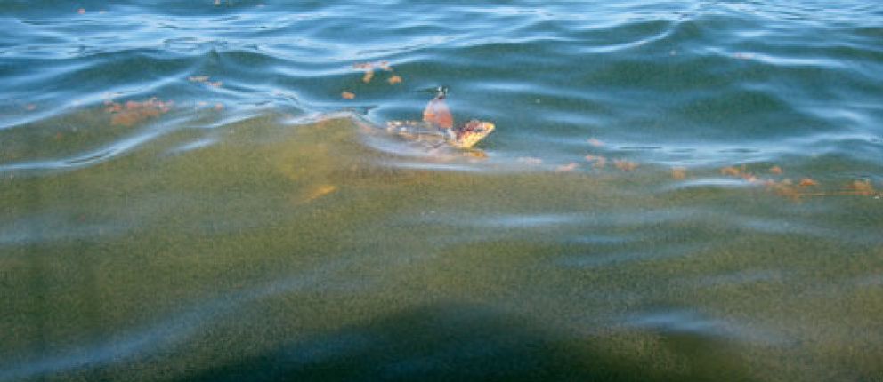 Foto: BP logra sellar una de las tres fugas de crudo de la plataforma al Golfo de México