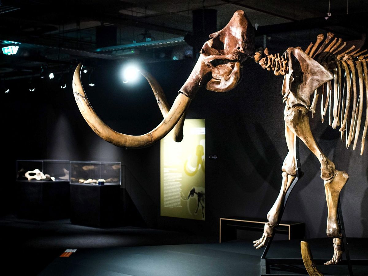 Foto: Los humanos aceleraron la extinción del mamut lanudo (EFE/Remko De Waal)