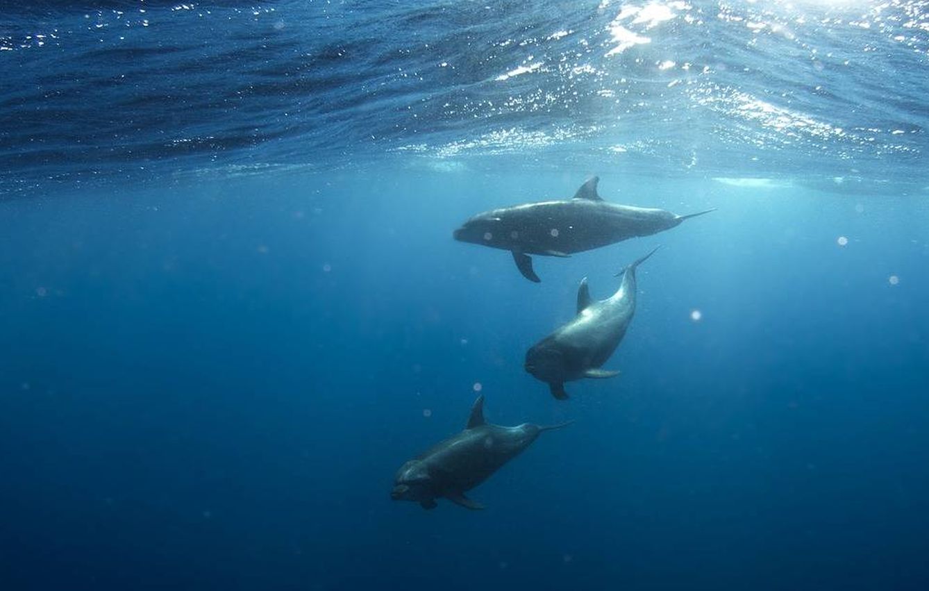 Grupo de delfines (pixabay) 
