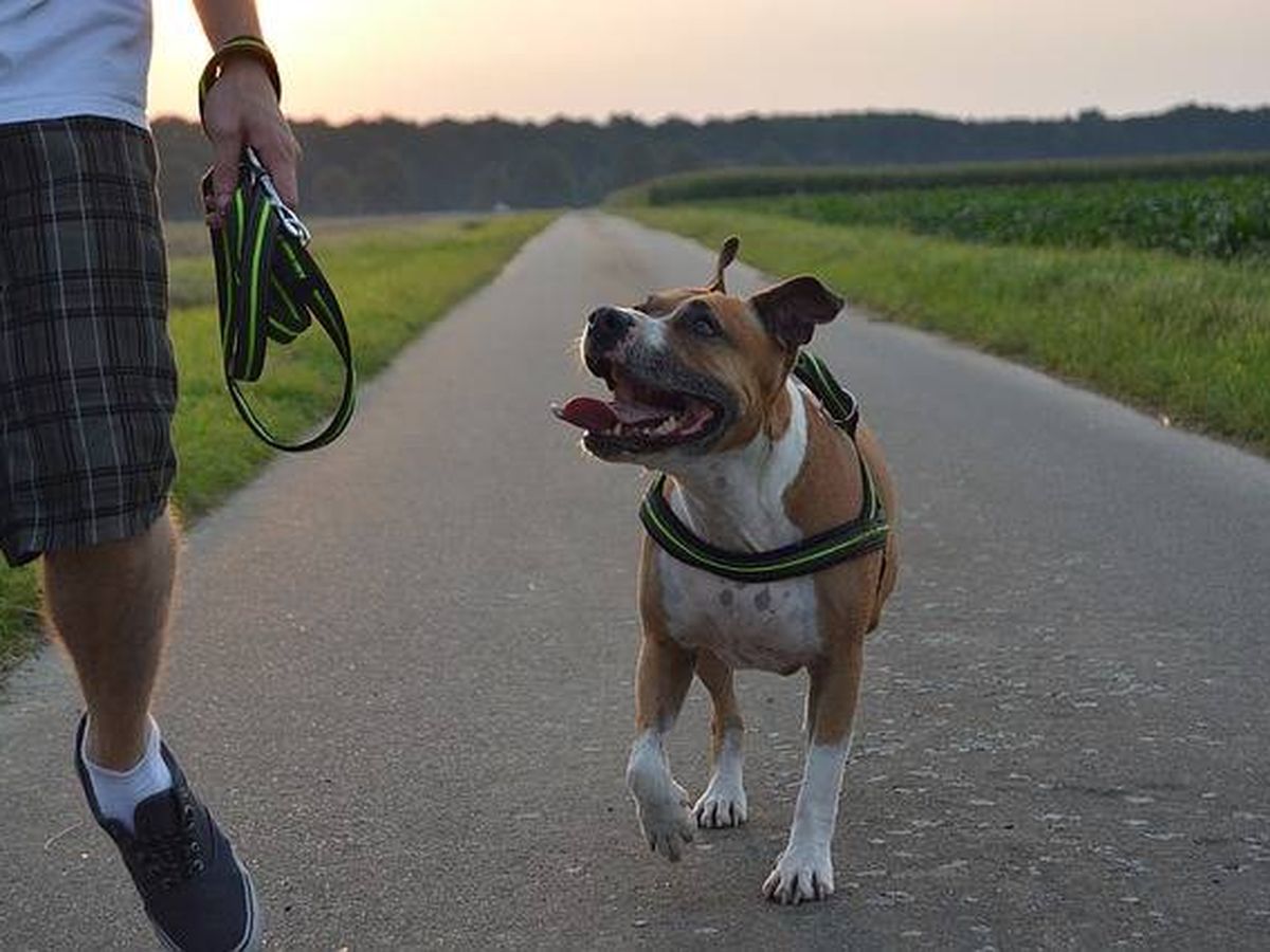 Foto: Un perro de raza pitbull, junto a su dueño (Pixabay)