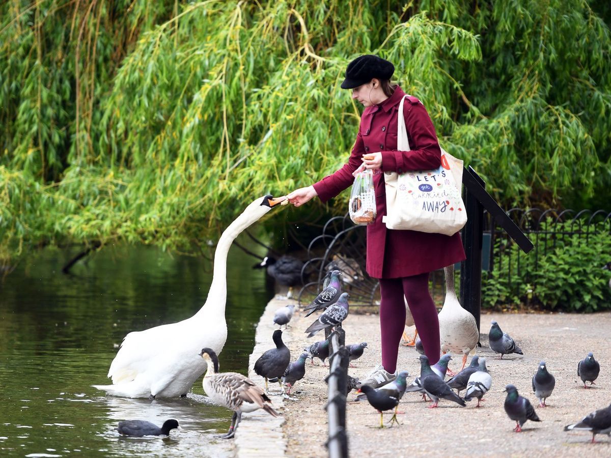 Foto: Una mujer alimenta a un cisne en St James's Park en Londres este domingo. (EFE)