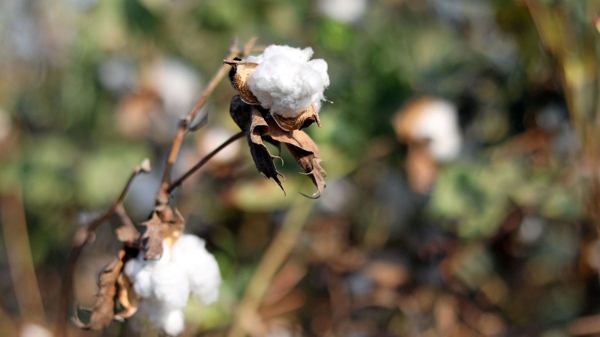 El algodón se dispara a máximos de la década pero eso no encarecerá los Levi's todavía