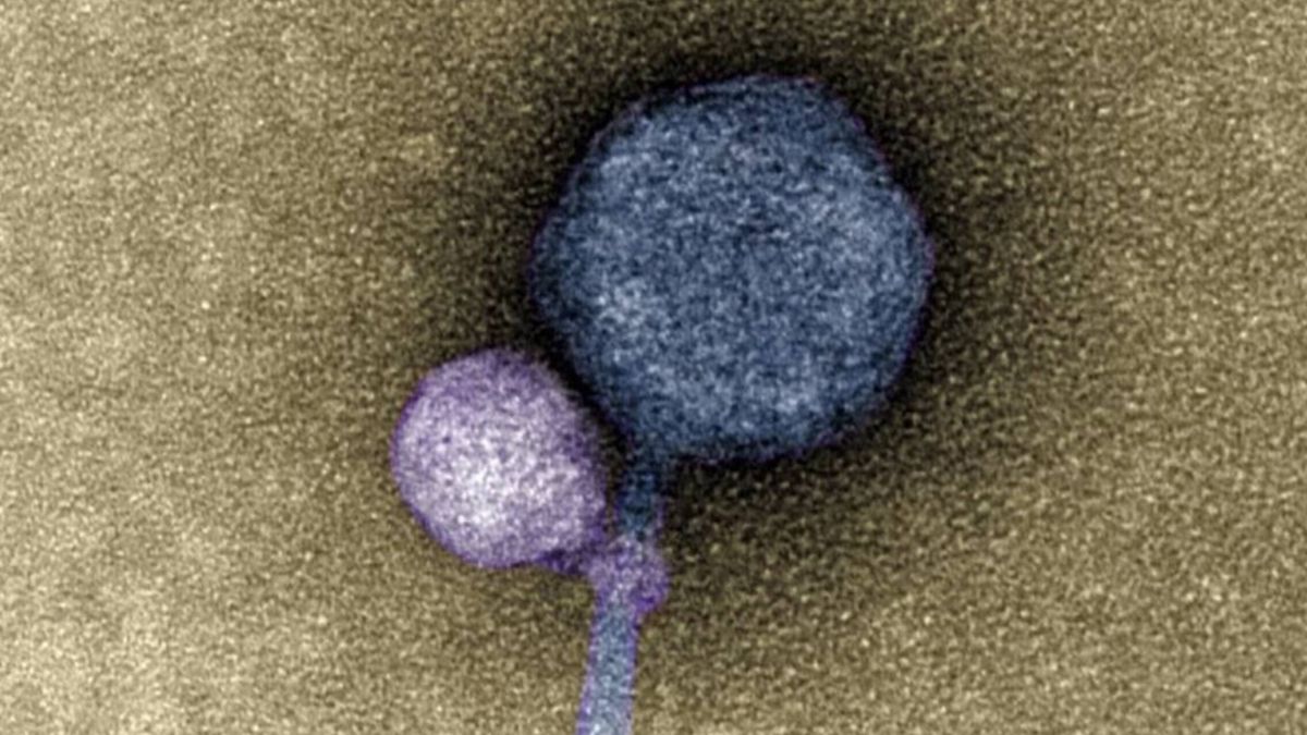 Un nuevo virus 'vampiro' podría acabar con la resistencia bacteriana a los antibióticos