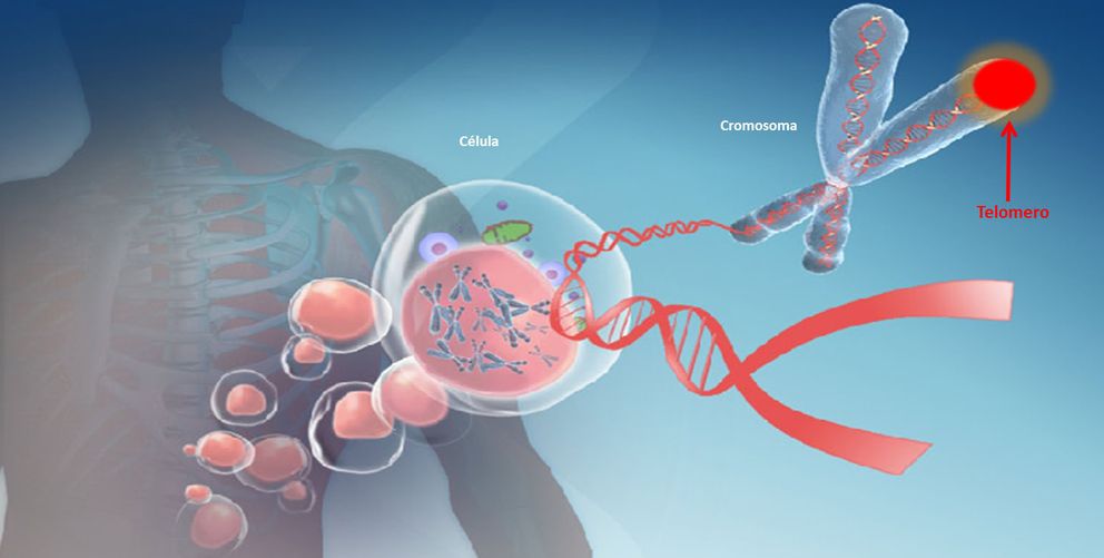 Los telómeros son regiones de ADN ubicadas en los extremos de los cromosomas. (Life Length)