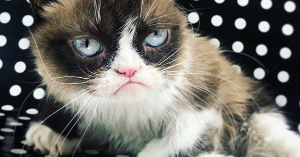 Foto: El gato gruñón, el felino más famoso de internet, ha fallecido esta semana (Foto: Twitter)