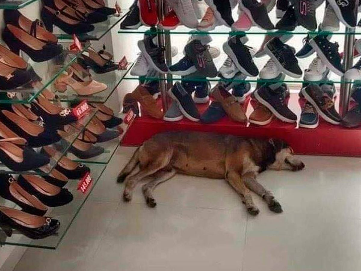 Foto: El perro descansó en la zapatería sin molestar a nadie durante el tiempo que duró la lluvia (Foto: Facebook) 
