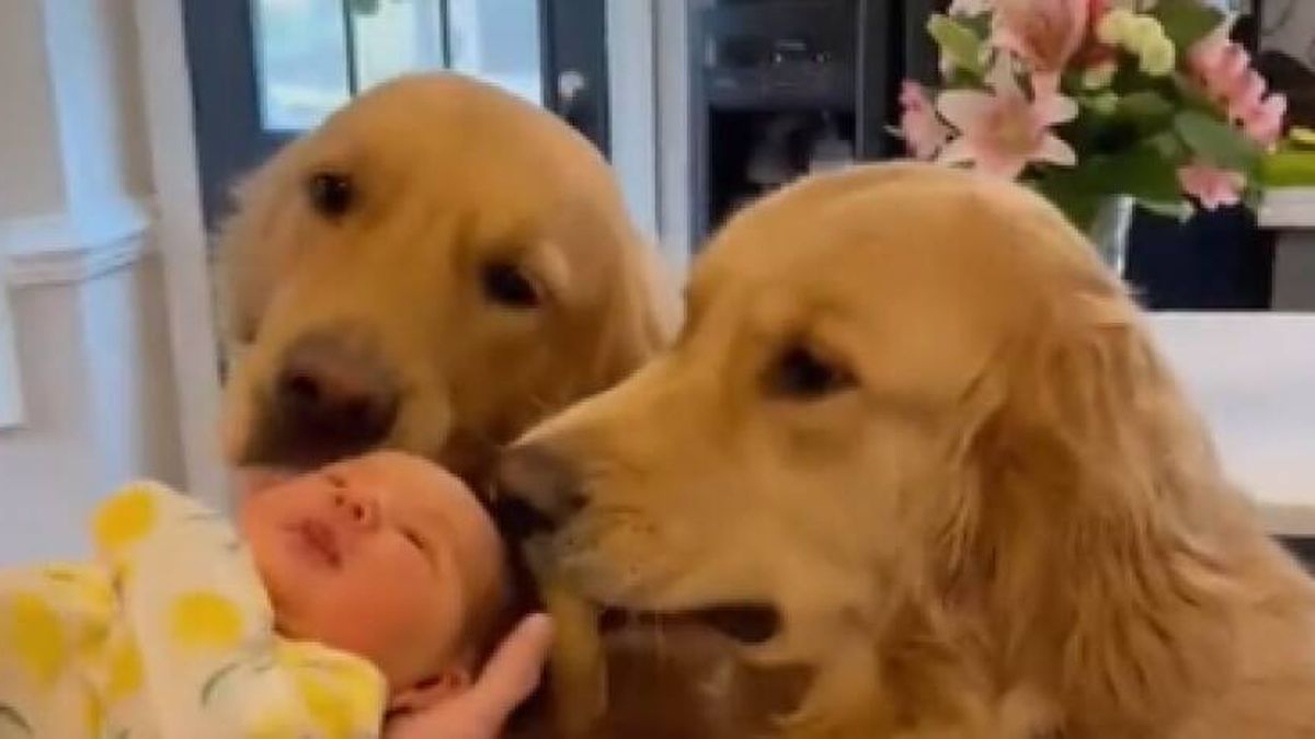 Así reaccionan dos perros al conocer a su 'hermana' pequeña